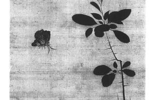 花蝶写生