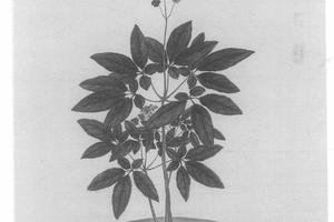 人参花