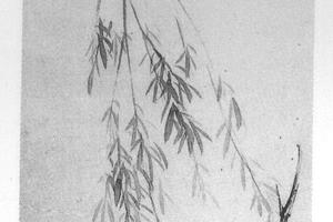 花鸟