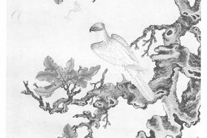 白鹰