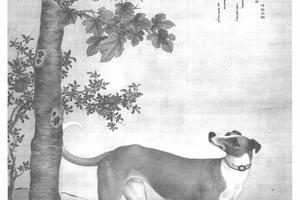 十骏犬茹黄豹
