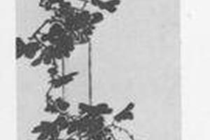 菊图
