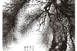 参天特秀