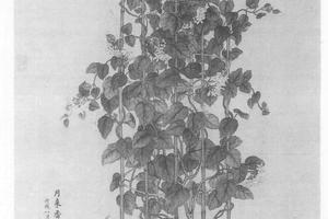 月来香图