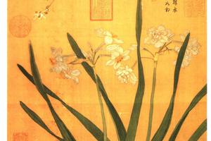 水仙蜡梅