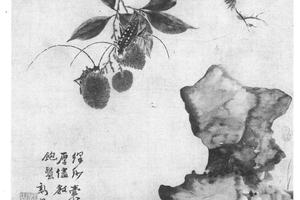 荔枝天牛图
