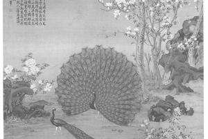 孔雀开屏