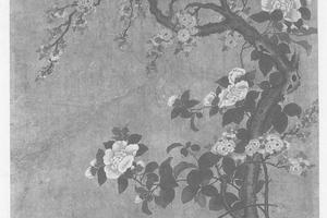 兰杏山茶