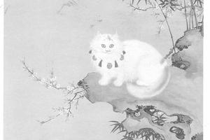 猫竹