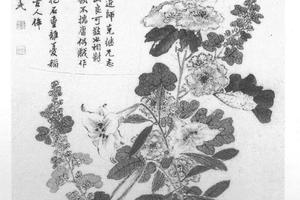 秋葵图
