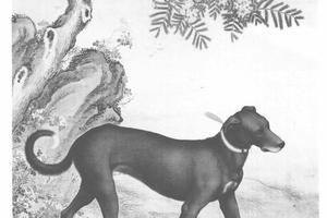 十骏犬雪爪卢