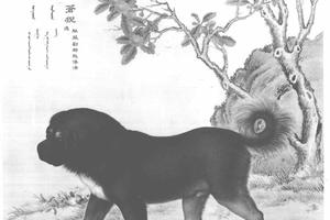 十骏犬苍猊犬