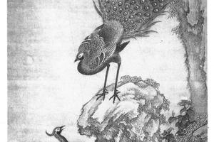 孔雀