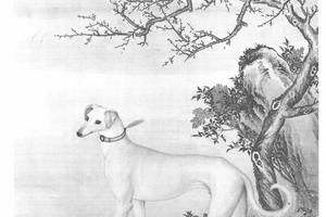 十骏犬霜花鹞