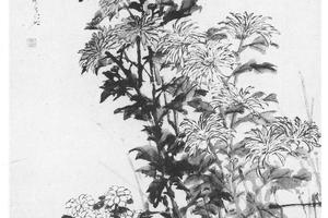 菊花图