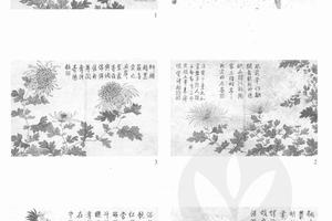 洋菊图