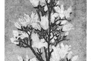 玉兰花图