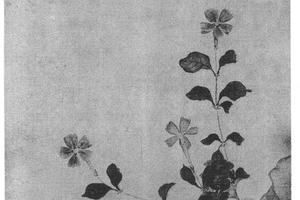 花卉草虫八开