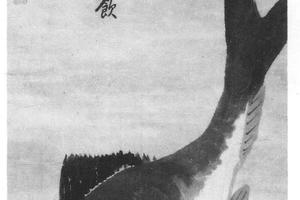 鱅鱼图