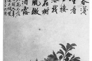 牡丹