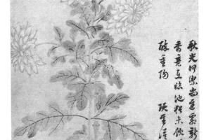 菊花图