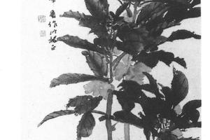 凤仙鸽子图