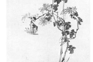 盆菊图