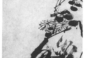 菊石图