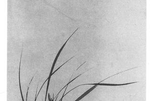 兰花