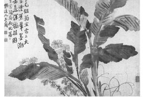 蕉菊图页装