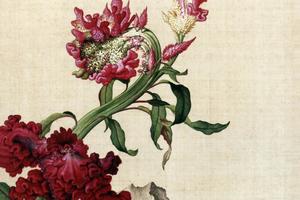 郎世宁花鸟15