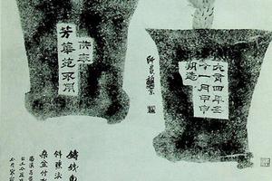 铁树仙人掌