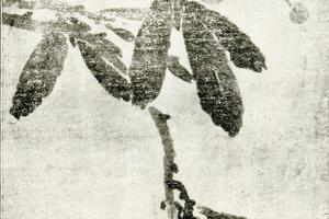 明陈白阳晩翠圆