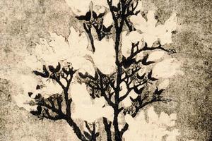 明文衡山玉兰花