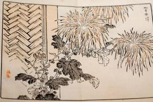 梅岭菊百种