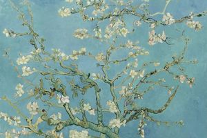 Blossoming Almond Tree