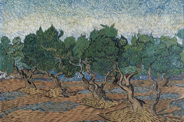 Olive grove (November 1889 - December 1889)