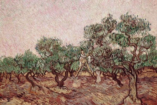 Olive Grove9