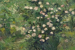 Roses