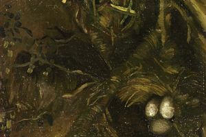 Birds Nests2