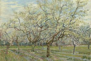 Orchard with Blossoming Apricot Trees2
