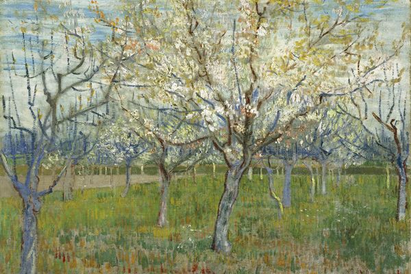 Orchard with Blossoming Apricot Trees