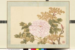花卉册（四）册　画牡丹之一
