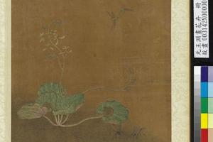 花卉册-虎耳草