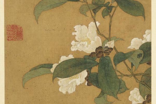茶花图