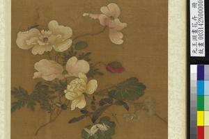 花卉册-虞美人月季