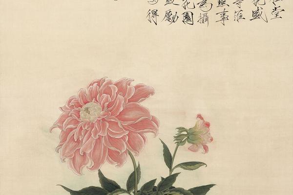 大丽花