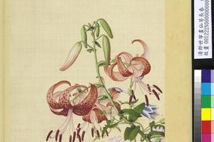 仙萼长春册　百合花缠枝牡丹