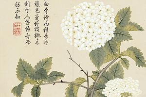 花卉册页12开