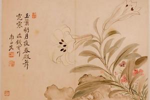 百合剪秋罗图